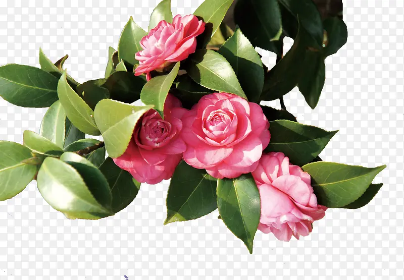 ��ɫõ�廨��ɫ��Ҷ������Ӱ-������