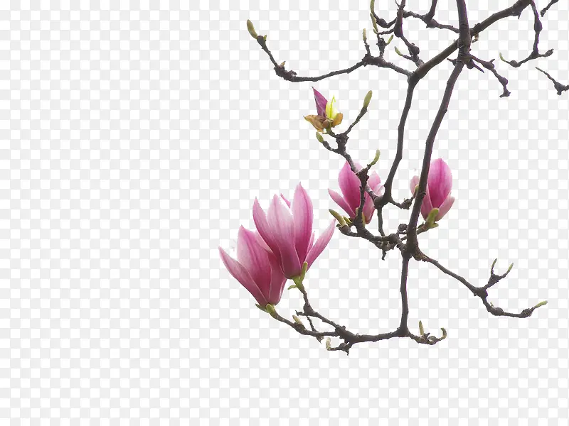 ��ɫ������-������