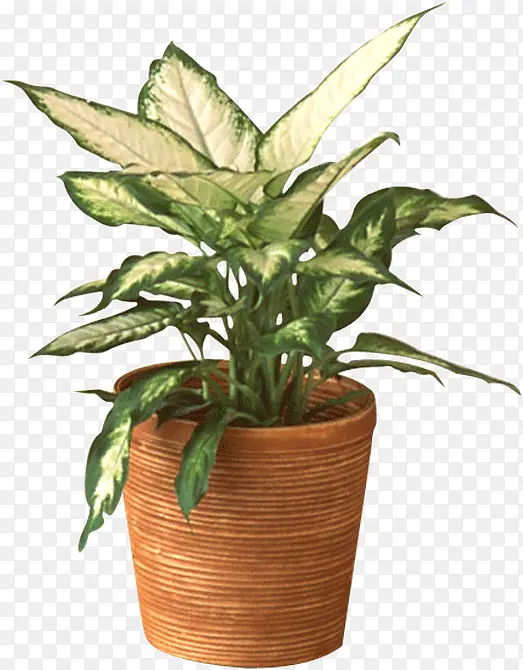 ��ɫ��Ҷ��ֲ������-������