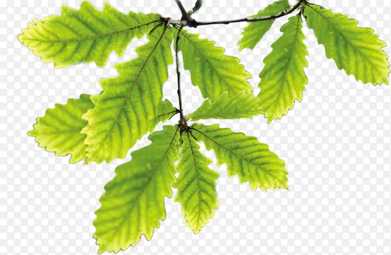 ���̴�����Ҷ��֦-������