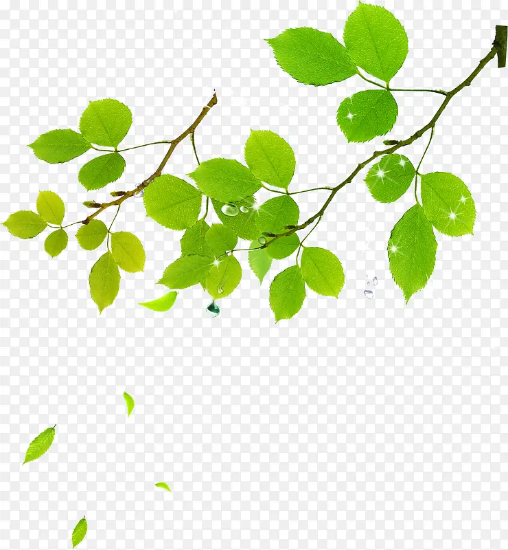 ��ɫ����������֦-������