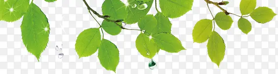 ������֦��Ҷֲ��-������