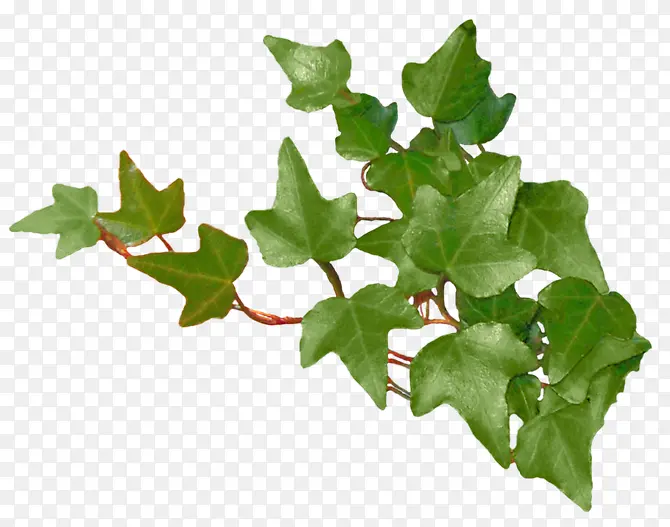 ������Ҷ��֦-������