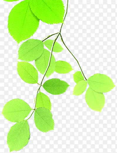 ������֦��Ҷ-������