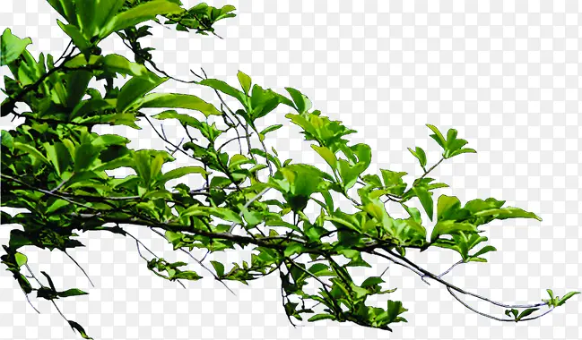 �����������ɫ��֦-������