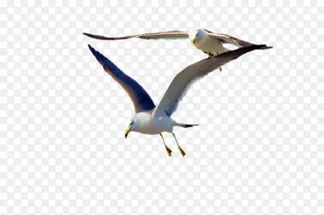 �ɰ��ĺ�Ÿ-������