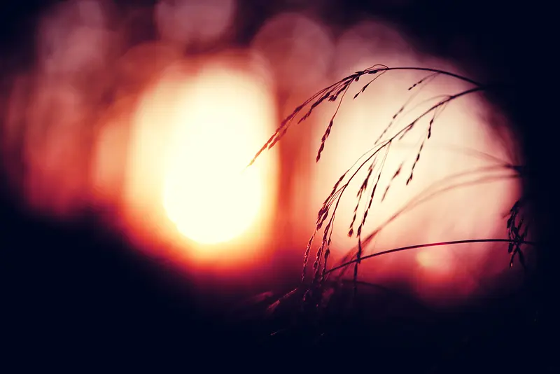 ģ������ֲ����֦-������