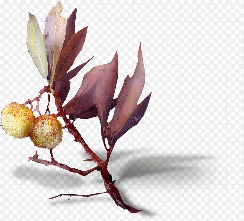 Բ����֦-������