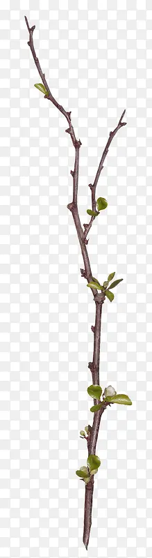 ʵ����֦-������