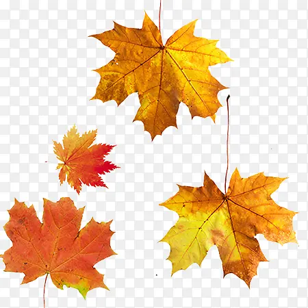 ��Ҷ-������