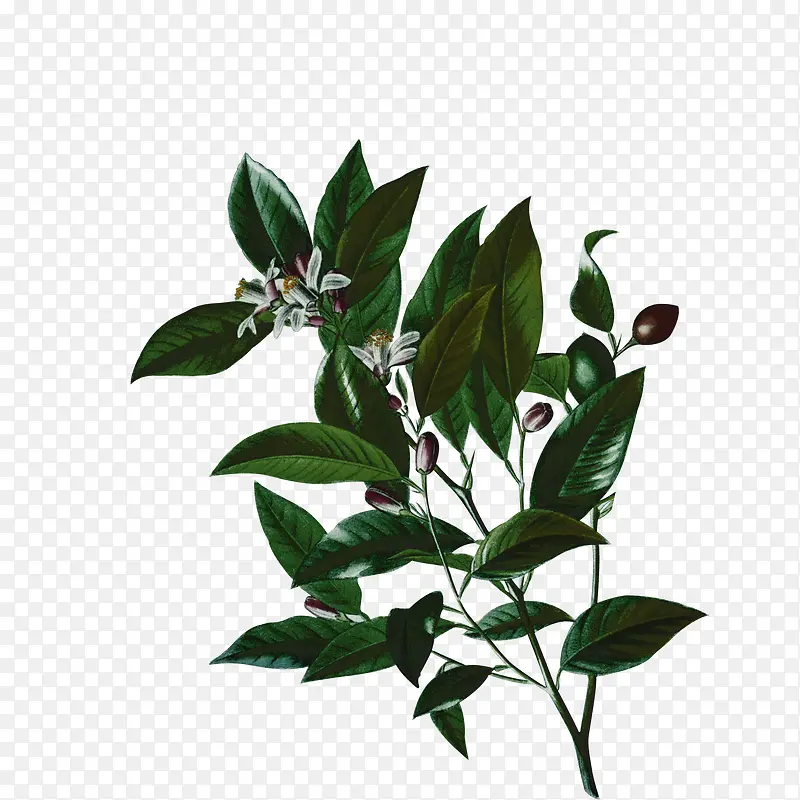 ��֦��Ҷ-������