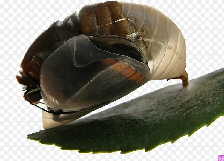 ��Ҷ�����Ƽ�-������