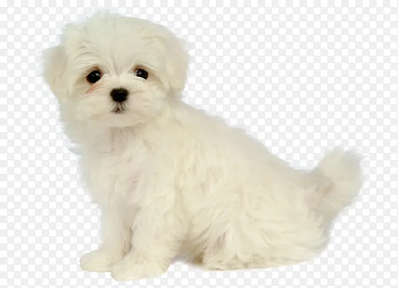 �ɰ���ɫë��С��-������