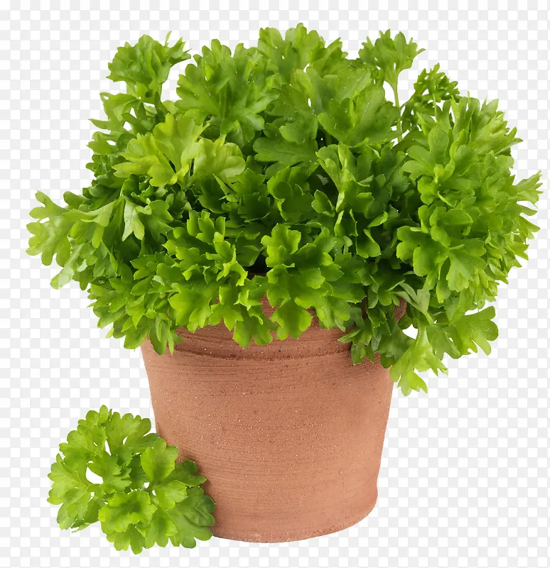 ��ɫ�߲�-������