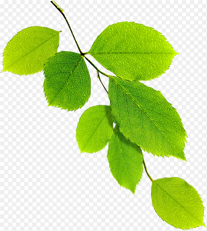 ��������������֦-������