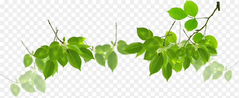 ������������ֲ����֦-������