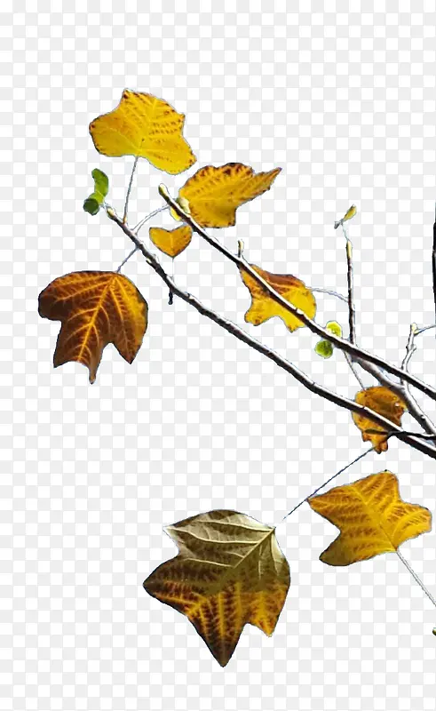 ������ͩҶ����ز�-������