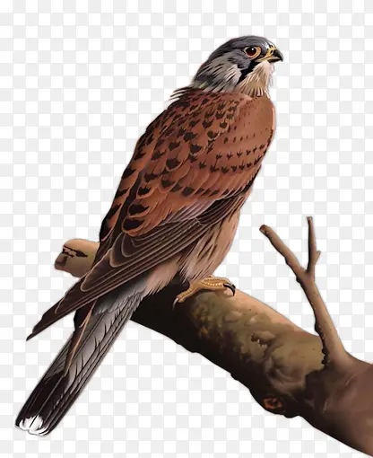 ��֦�ϵ���ӥ-������