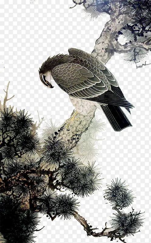 ��ӥ-������