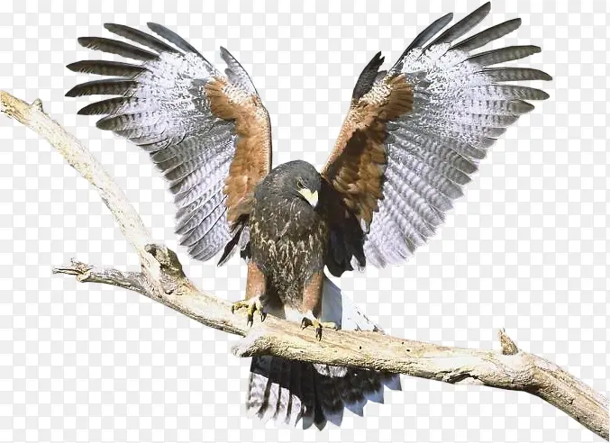 ��֦�ϵ�ӥ-������