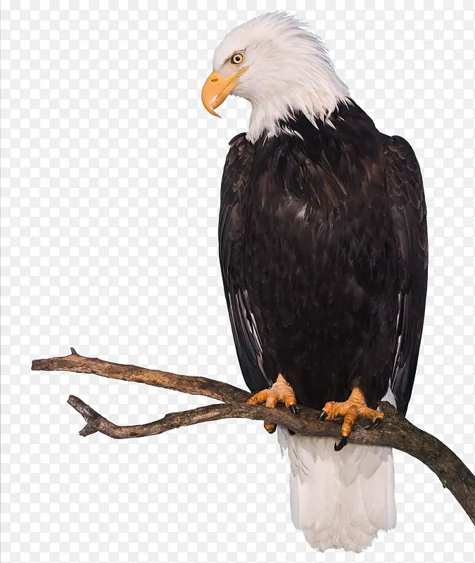 ӥվ����֦��-������