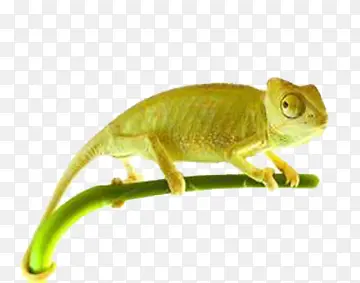 С��ɫ��-������