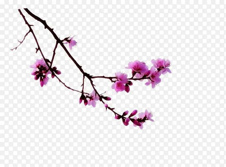 ��ɫ������֦��ɫ��֦-������