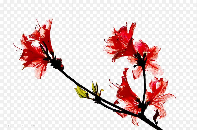 �ž黨��֦-������