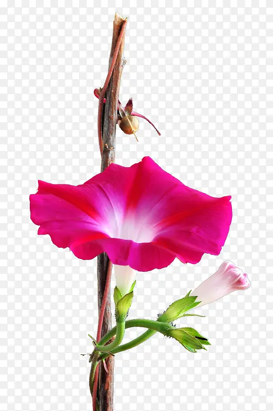 С���Ȼ� ֦�� ��֦ ��ɫ png�ز�-������