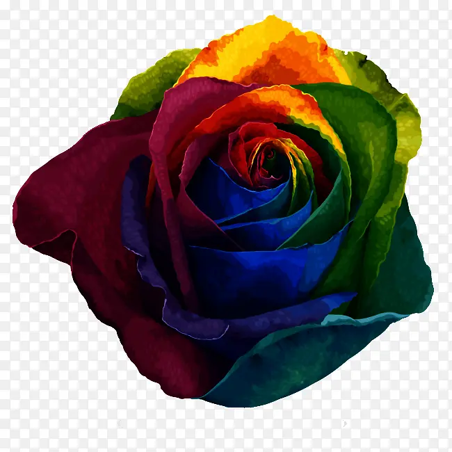 ��ɫõ��-������