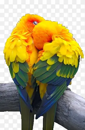 ����С��-������