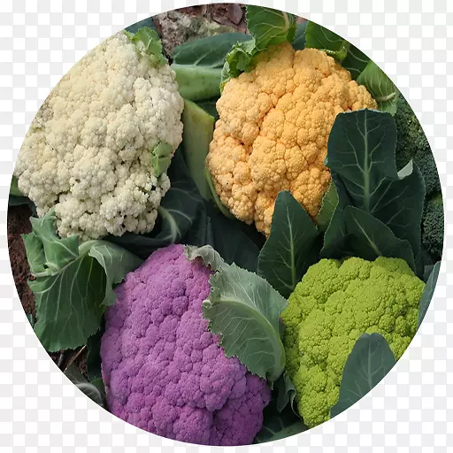 ��Ҭ��ʮ�ֻ����߲˻�Ҭ��-������