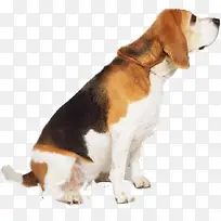 创意摄影正在休息的小狗-空若网 创意摄影正在休息的小狗-空若网