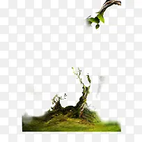 古树 树枝-空若网 古树 树枝-空若网