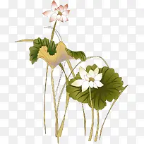 水草白色荷花-空若网 水草白色荷花-空若网