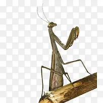 螳螂-空若网 螳螂-空若网