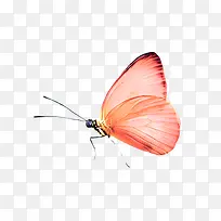 手绘昆虫-空若网 手绘昆虫-空若网