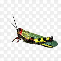 蚱蜢-空若网 蚱蜢-空若网