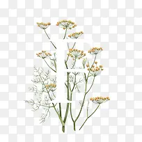 白色英文字母花朵-空若网 白色英文字母花朵-空若网