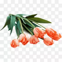 花束郁金香橙色剪贴画-郁金香-空若网 花束郁金香橙色剪贴画-郁金香-空若网