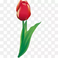 开花植物郁金香百合科植物茎郁金香-空若网 开花植物郁金香百合科植物茎郁金香-空若网