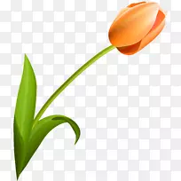 开花植物郁金香百合科郁金香-空若网 开花植物郁金香百合科郁金香-空若网