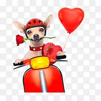 小狗去过情人节-空若网 小狗去过情人节-空若网