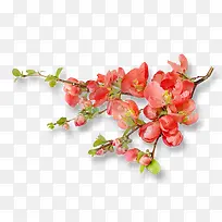 树枝上的红花-空若网 树枝上的红花-空若网