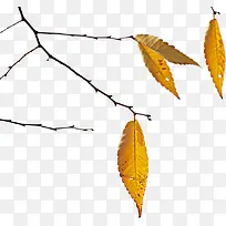 枯黄色手绘树叶树枝-空若网 枯黄色手绘树叶树枝-空若网