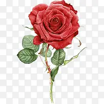 水彩玫瑰展板素材-空若网 水彩玫瑰展板素材-空若网