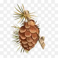 ËÉÊ÷²å»-¿ÕÈôÍø ËÉÊ÷²å»-¿ÕÈôÍø