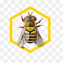 小蜜蜂图案-空若网 小蜜蜂图案-空若网