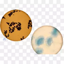 圆球天餐具-真菌-空若网 圆球天餐具-真菌-空若网