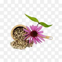 高清创意摄影紫色的花卉紫锥花-空若网 高清创意摄影紫色的花卉紫锥花-空若网